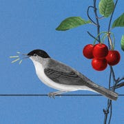 birds, cherries birds, cherries