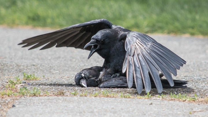 Bird, American crow, raven, Fish Crow, Crow, Raven, Crow-like bird, Beak, Wing, Rook, 
