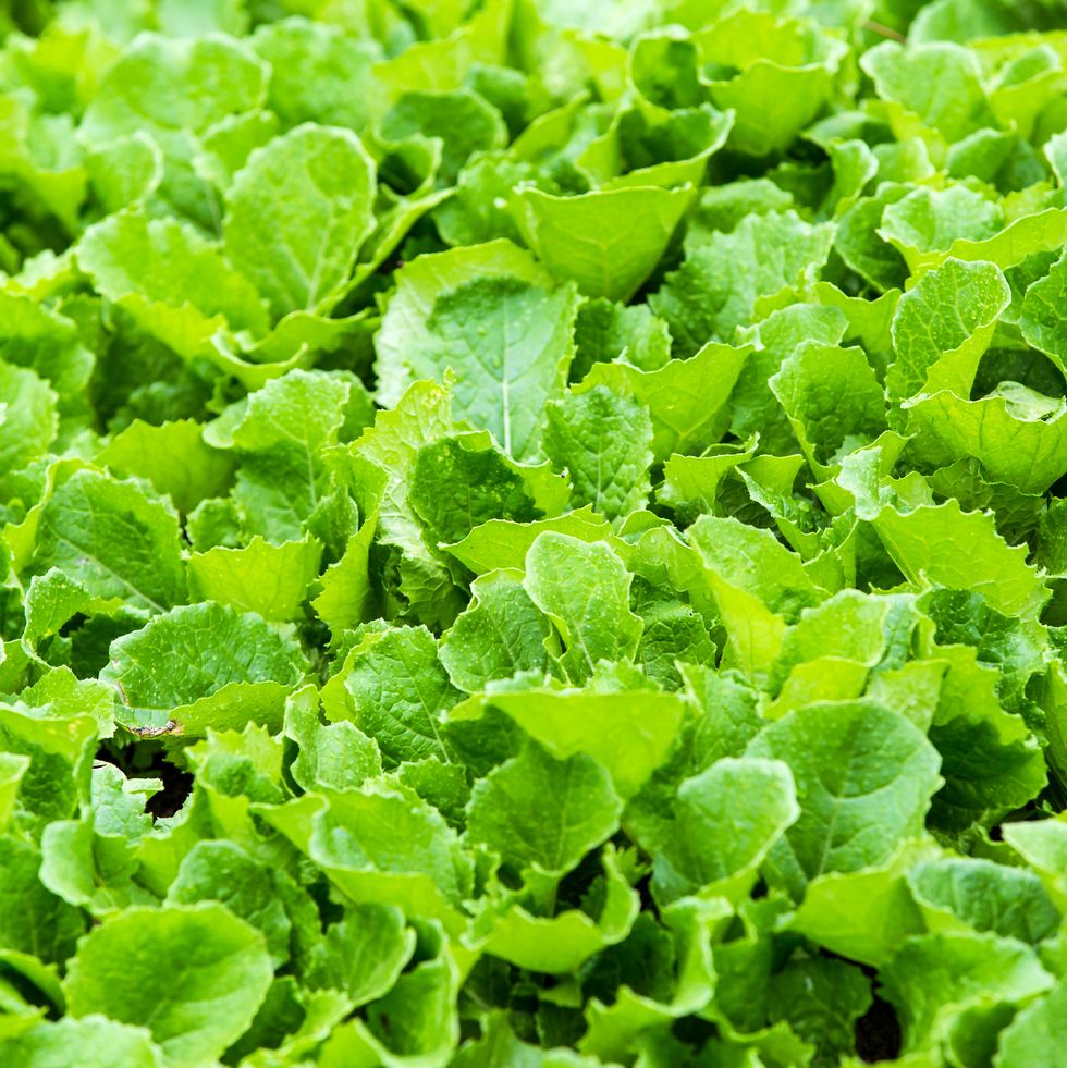 what to grow in november mustard greens