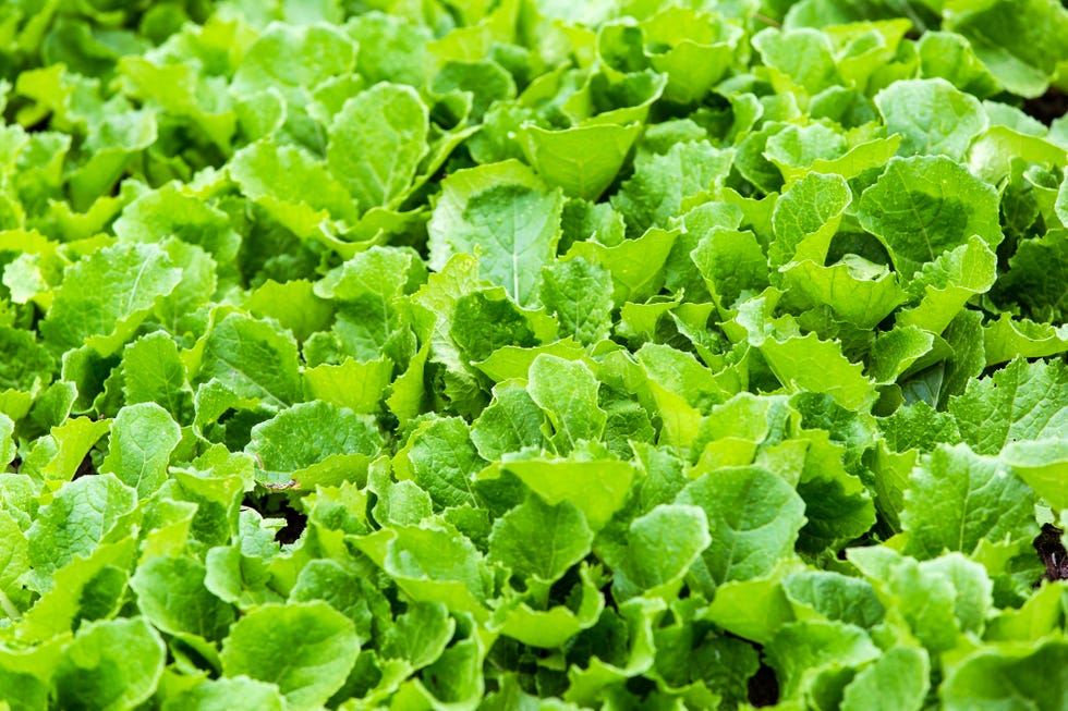 leaf mustard greens grow a vegetable garden at village in rilong town