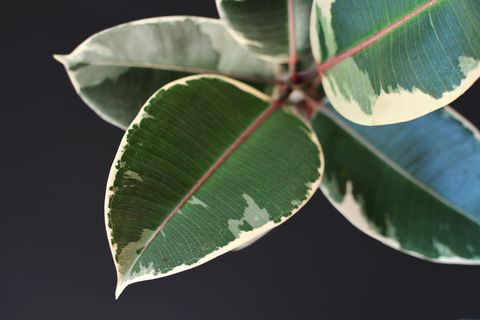 Leaf of exotic a 'Ficus Elastica Variegata' rubber tree plant on dark black background