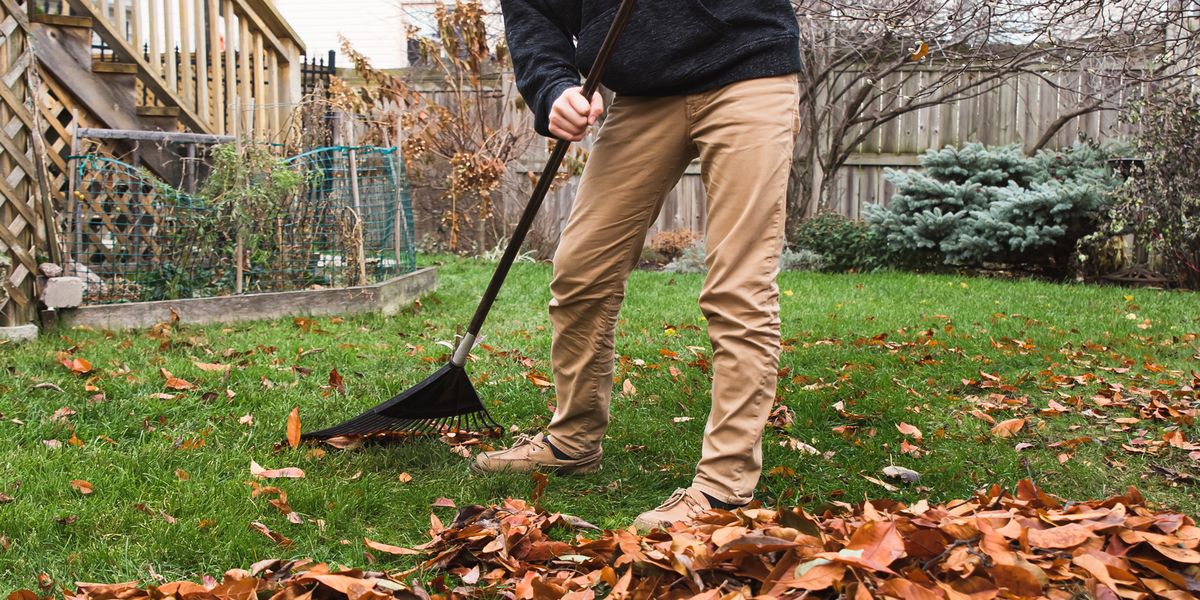 person raking leaves in backyard