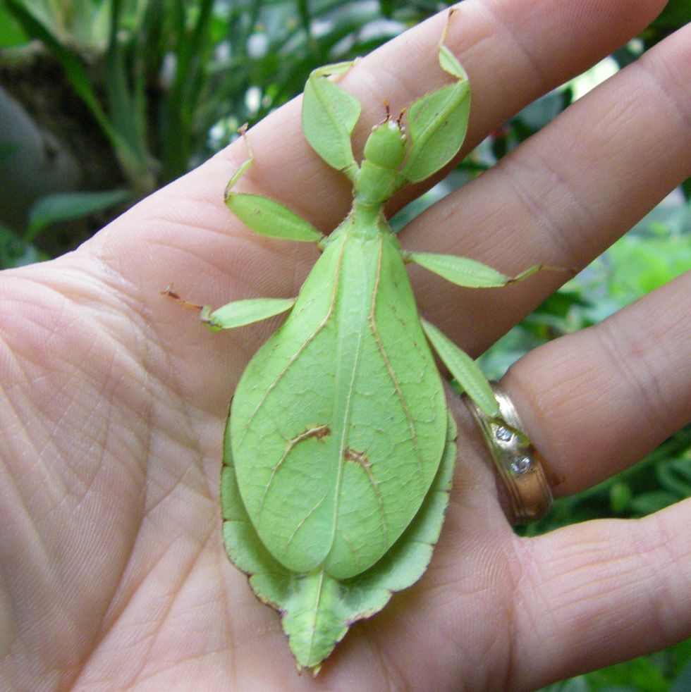 gray's leaf insect