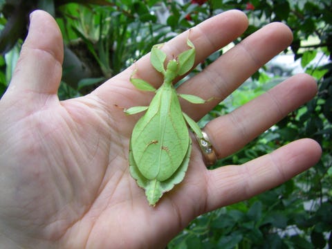 gray's leaf insect