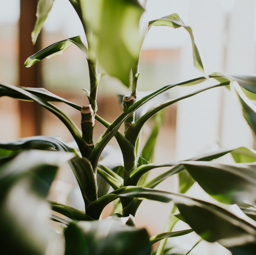 leafy green plant in an interior environment space for copy