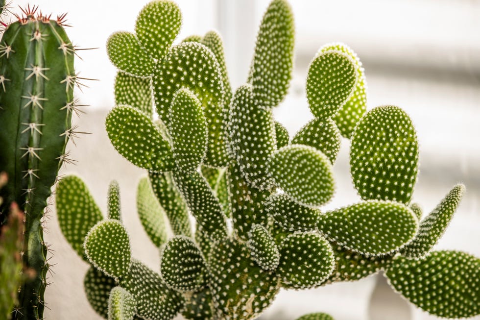 leafy-opuntia-microdasys-full-of-annoying-little-royalty-free-image-1728677055.jpg?crop=0.831xw:0.830xh;0 How to Grow and Care for a Bunny Ears Cactus
