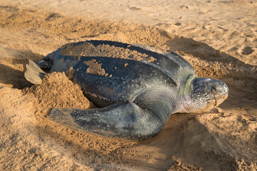 The Most Endangered Animal In Every State