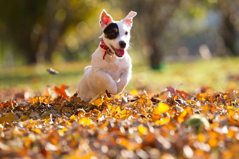 Dog breed, Dog, Canidae, Mammal, Leaf, Autumn, Carnivore, Companion dog, Terrier, Rat terrier, 
