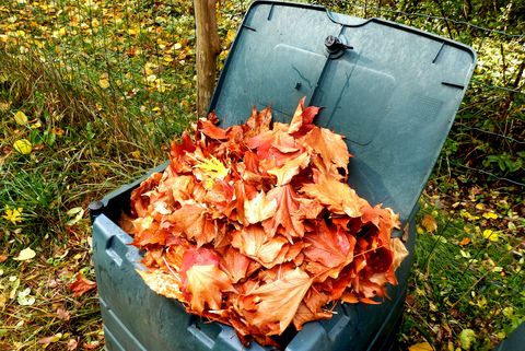 Leaves in compost bin
