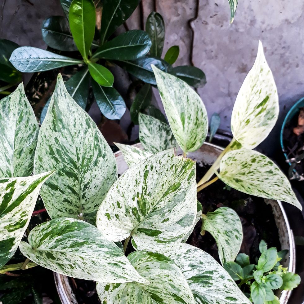 Green and white leaves, marble queen plant