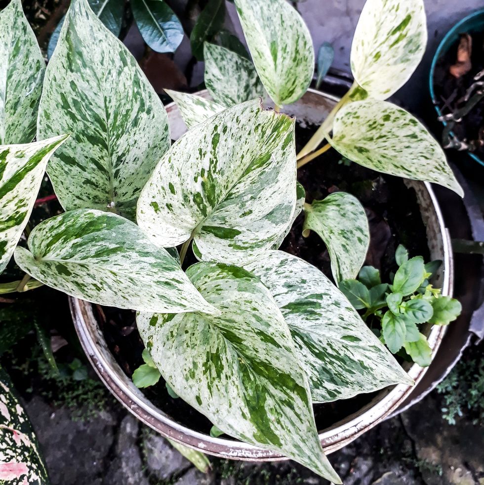 Green and white leaves, marble queen plant