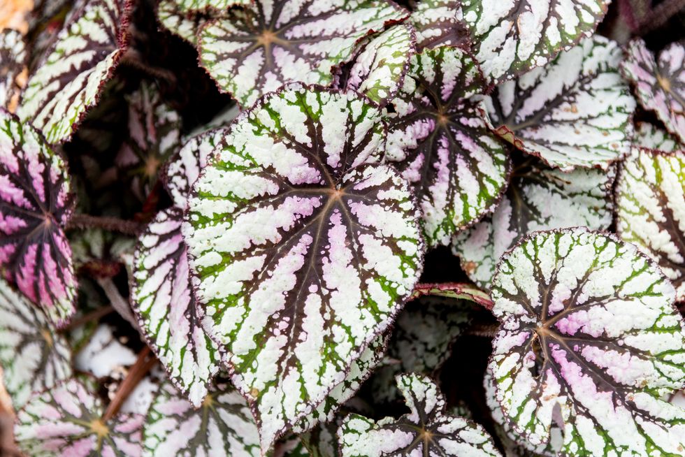 leaves of rex begonia in the park