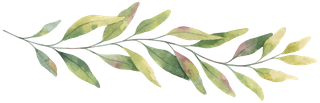 Leaf, Plant, Flower, Tree, Botany, Flowering plant, Eucalyptus, Bay leaf, Plant stem, 