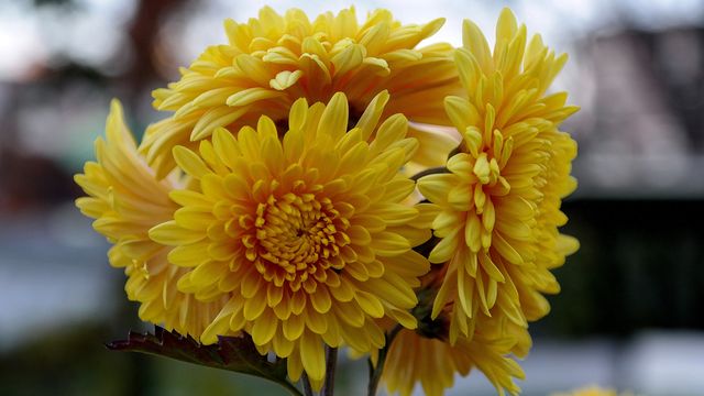 How to Plant, Grow, & Care for Fall Chrysanthemums in the Garden