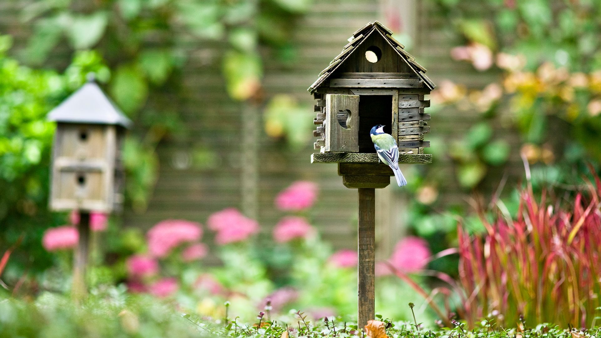 garden animals birdhouse