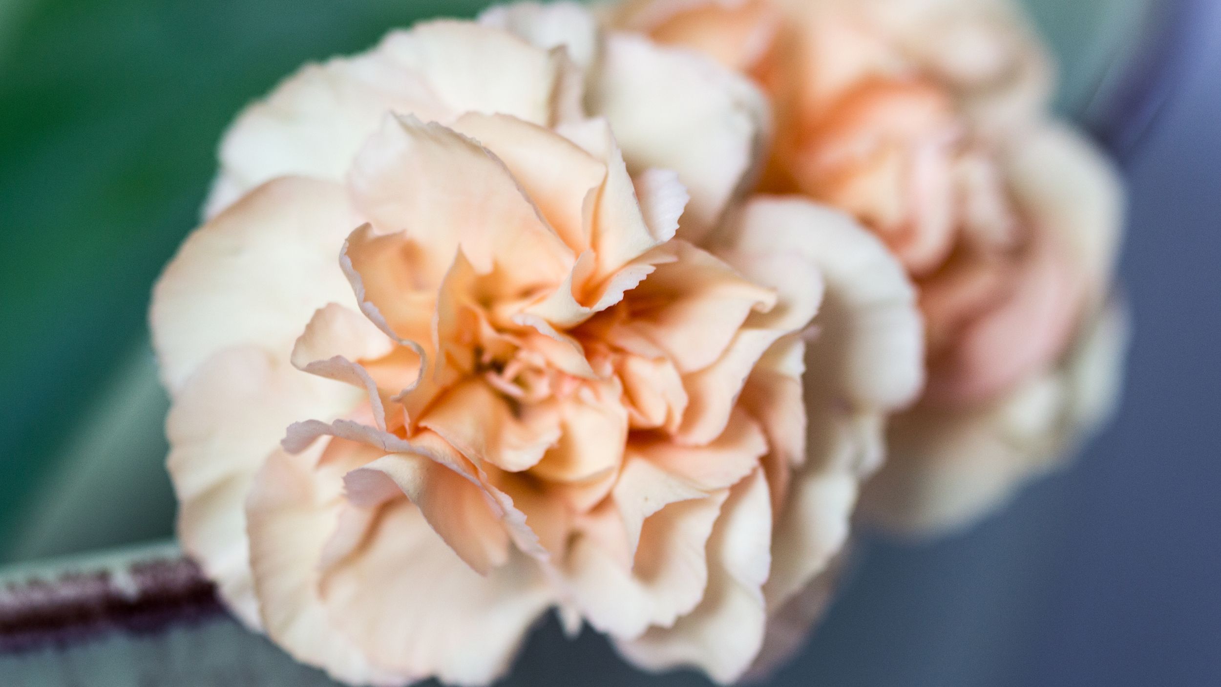 How to Grow and Care for Carnation (Complete Guide)