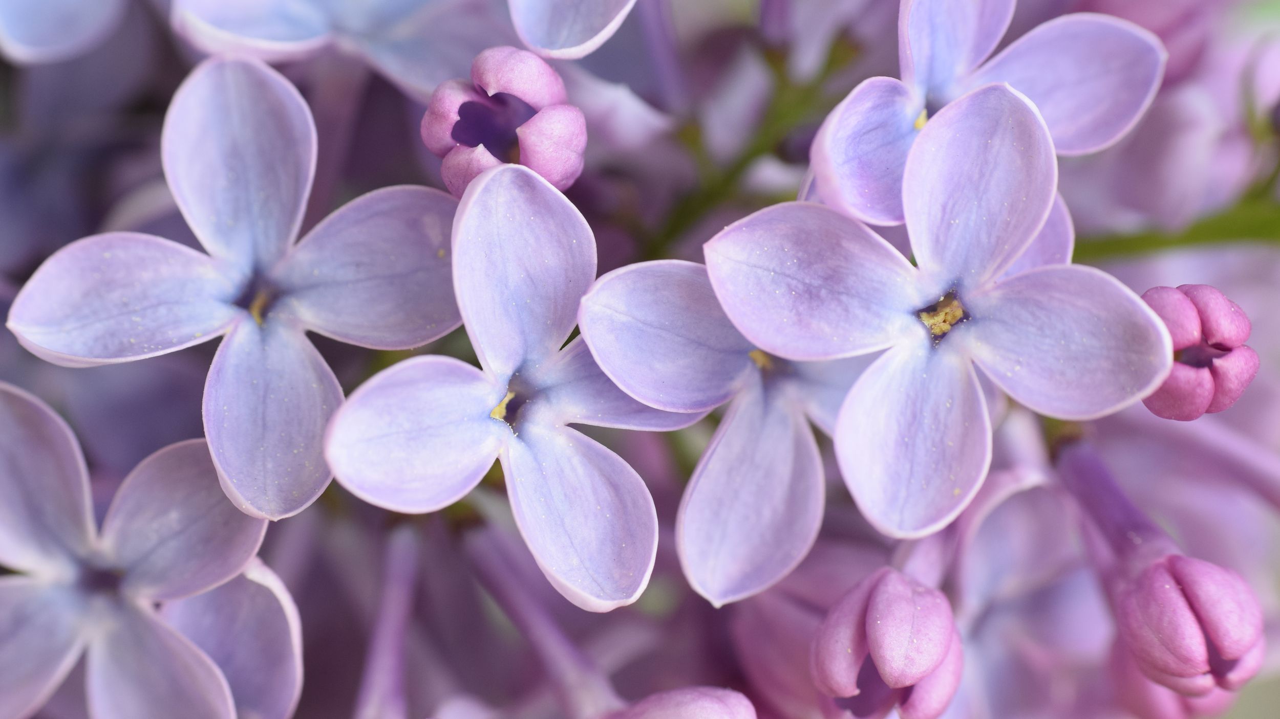 lilac bush wallpaper