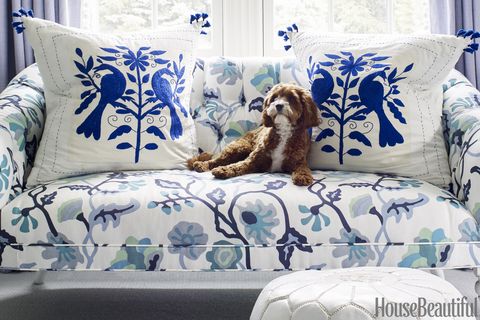 Couch, Furniture, Cushion, Dog, Pillow, Canidae, Sofa bed, Room, Throw pillow, studio couch, 