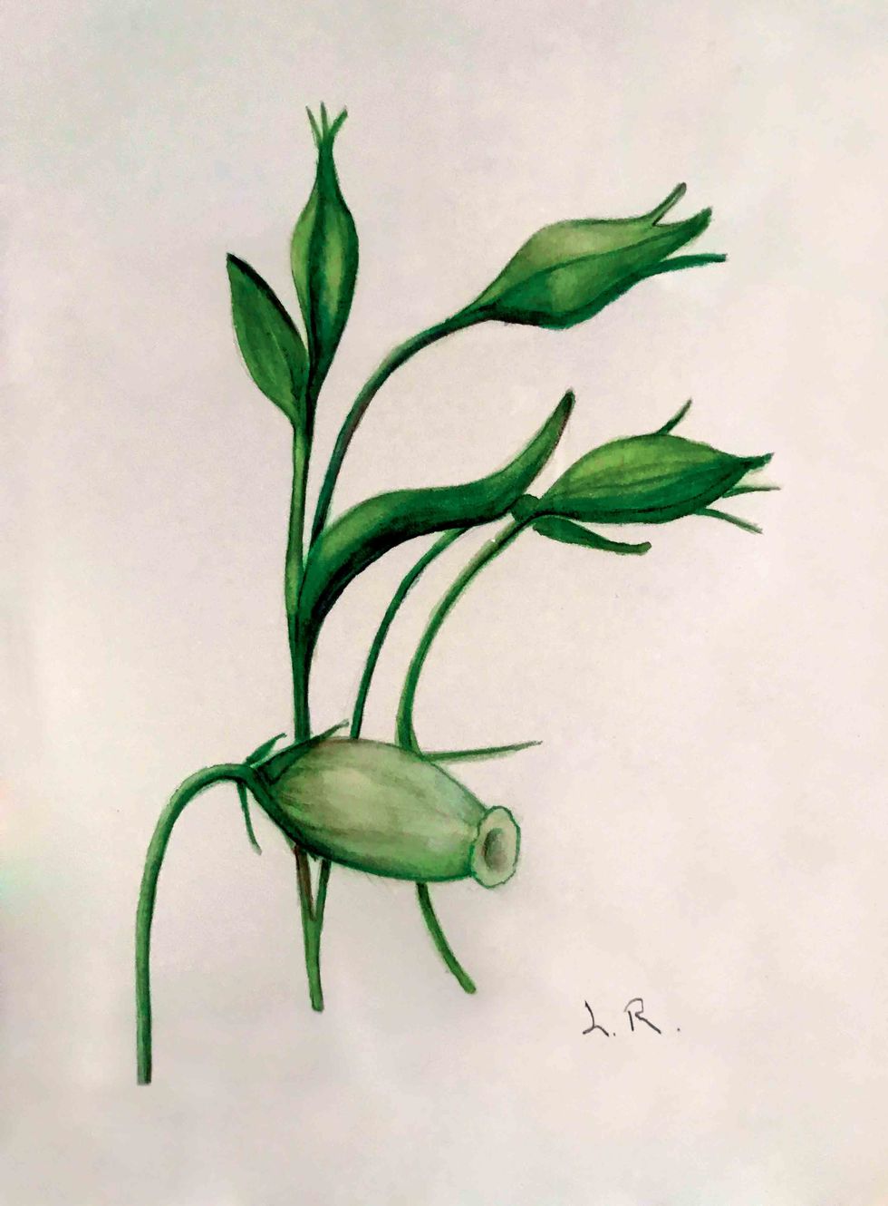 リー・ラジウィルによる植物の水彩画。