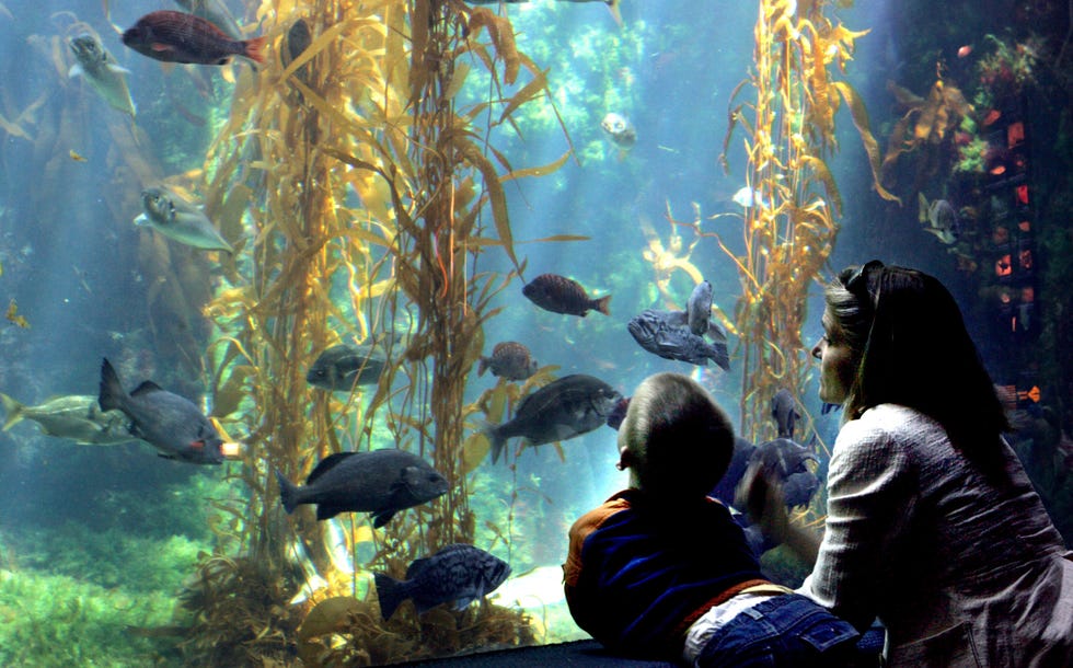 left to right, william finlay, 3, and his mom tanya finlay of north carolina were enjoying the kelp