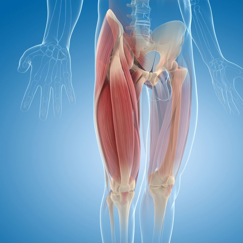 upper leg muscles, computer artwork
