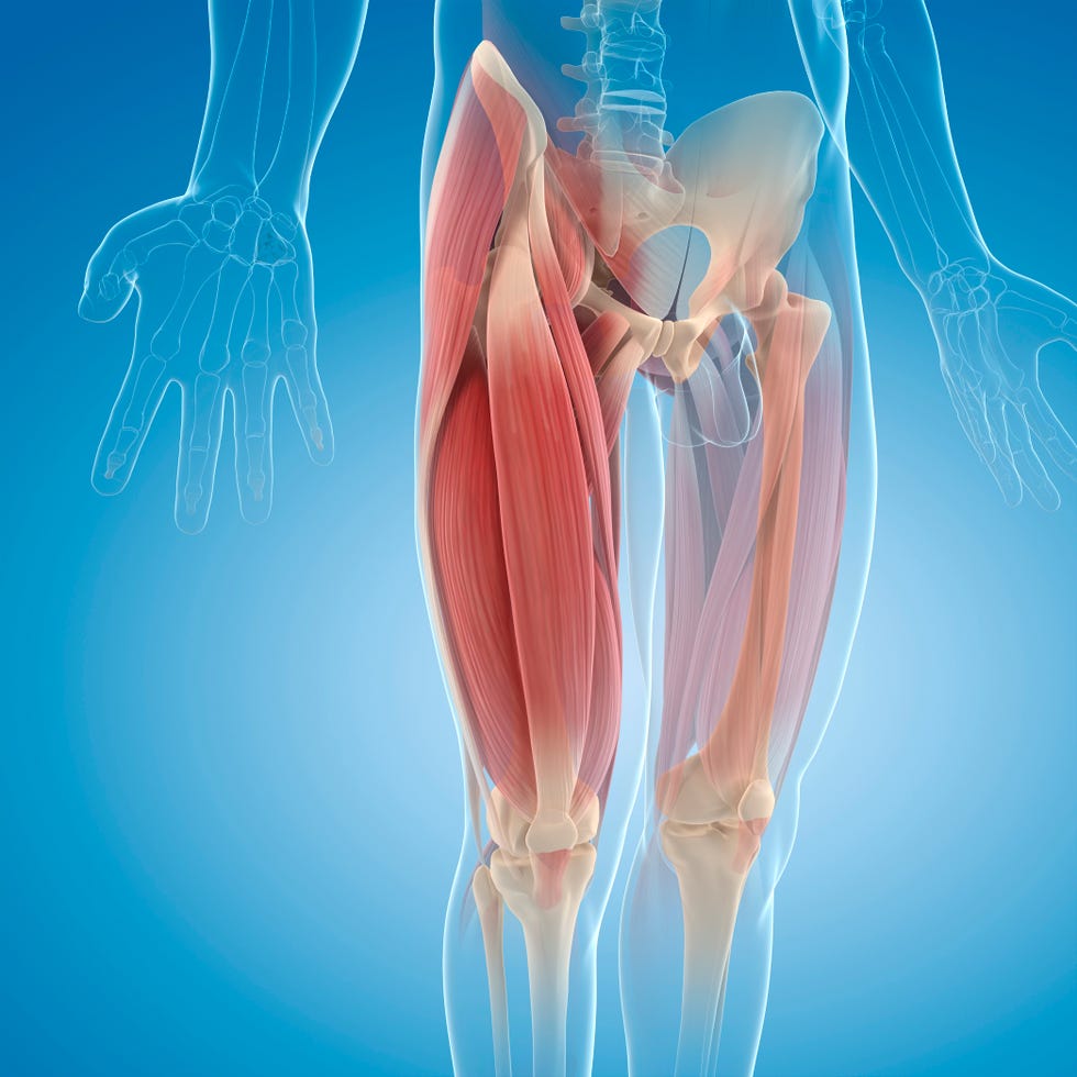 upper leg muscles, computer artwork