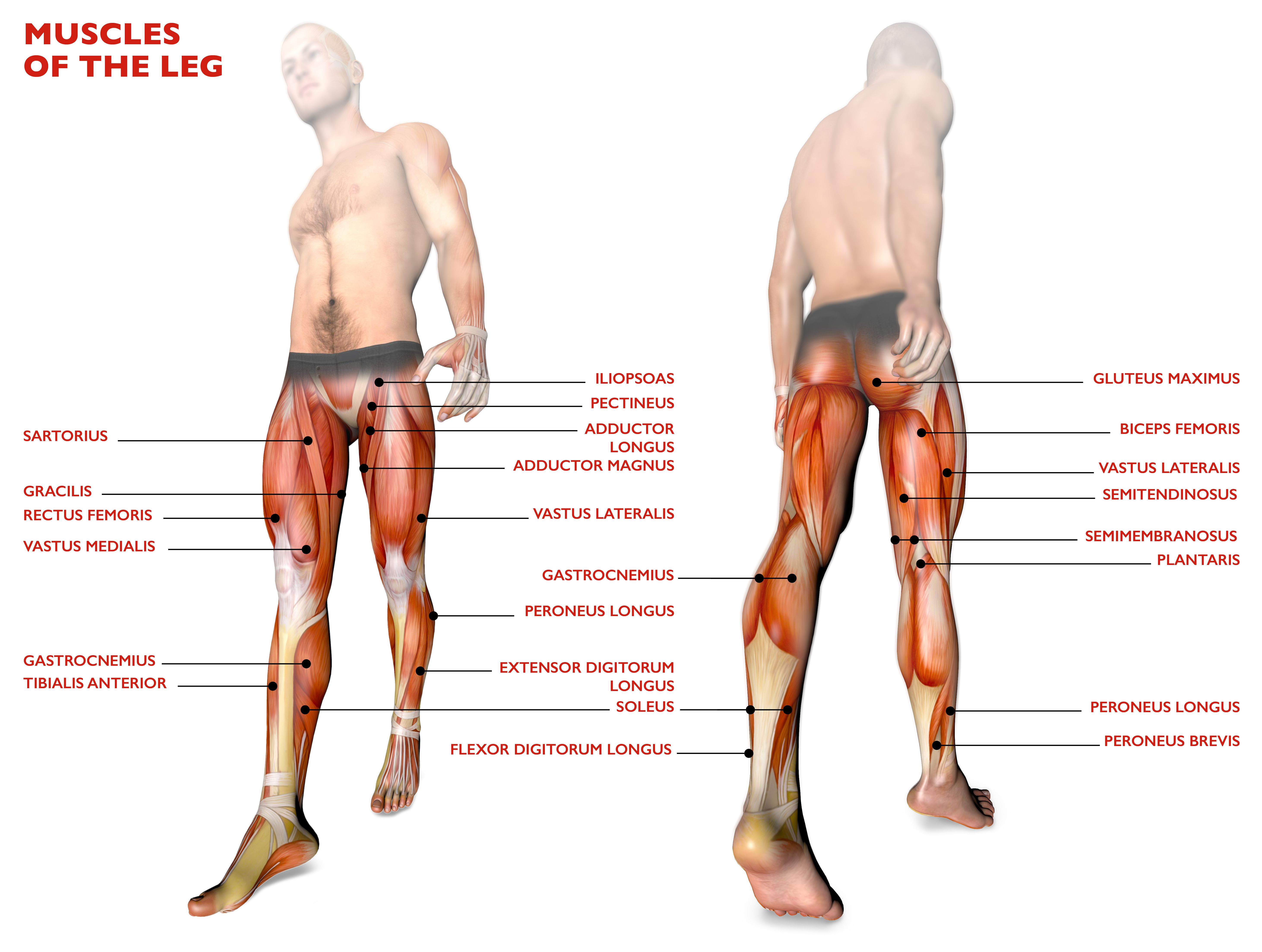 Sumo Squat vs. Regular Squat – Which One Should You Do? – Fitness Volt