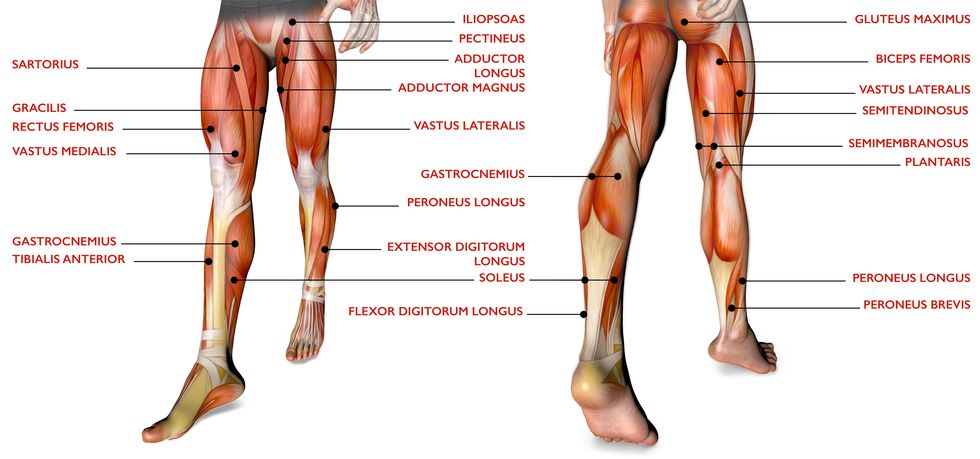 leg muscles, human body, anatomy, muscular system, anatomy person
