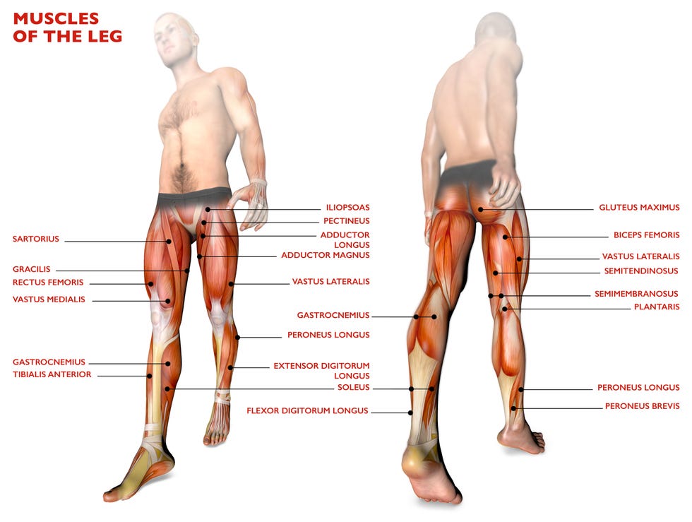 leg muscles, human body, anatomy, muscular system, anatomy person