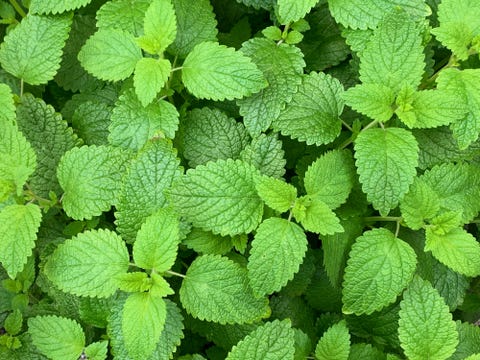 lemon balm plant