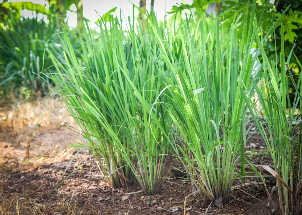 昆虫博士が教えてくれた、虫よけになりうる植物10