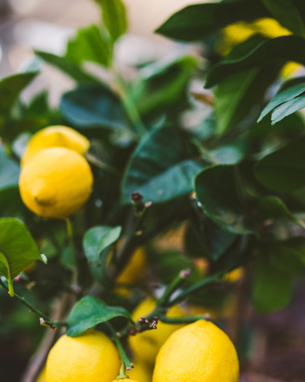 lemon tree in flower pot