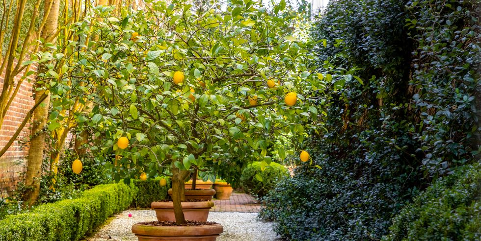 lemon tree in a quiet garden