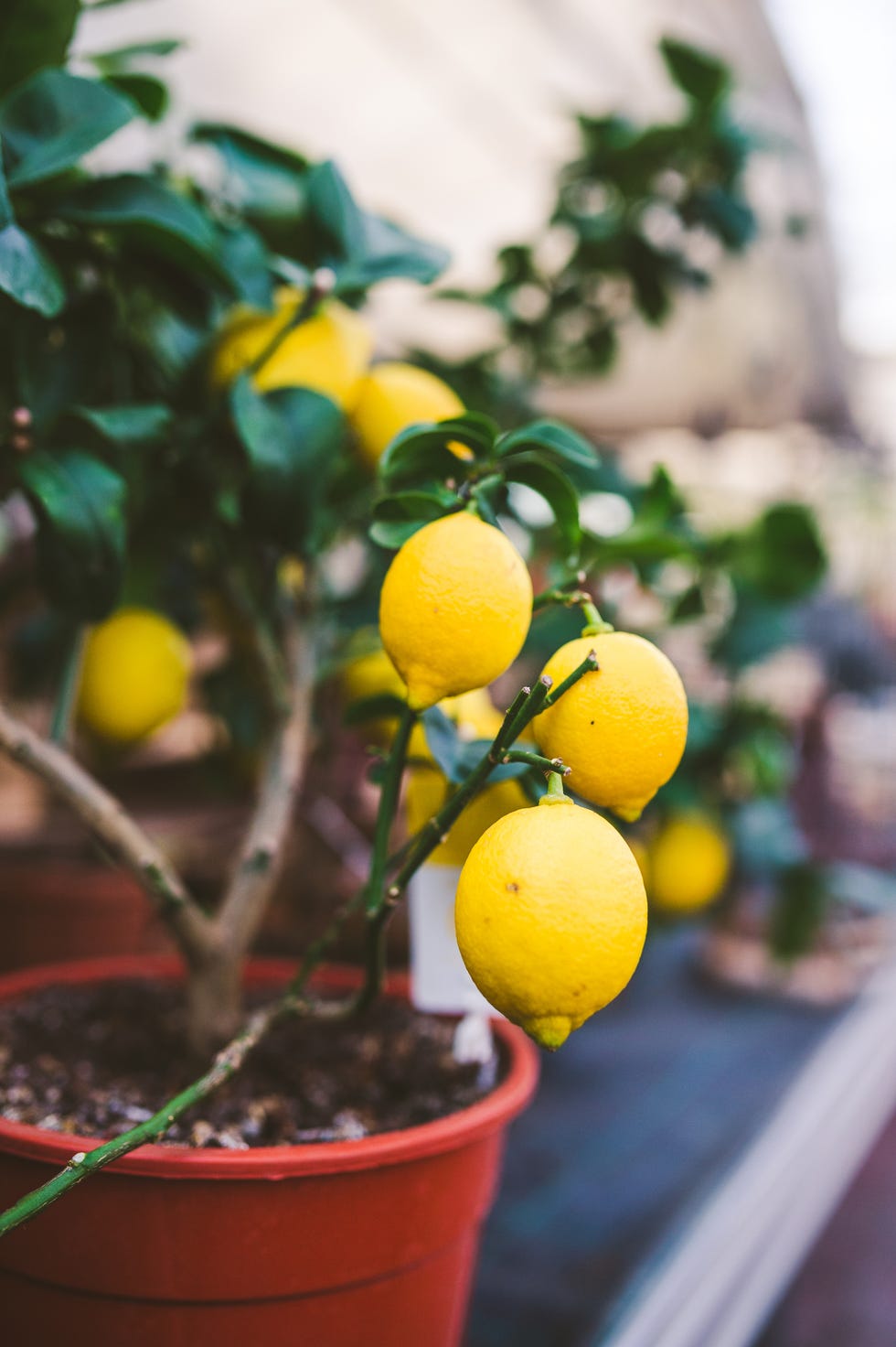 lemon tree in flower pot