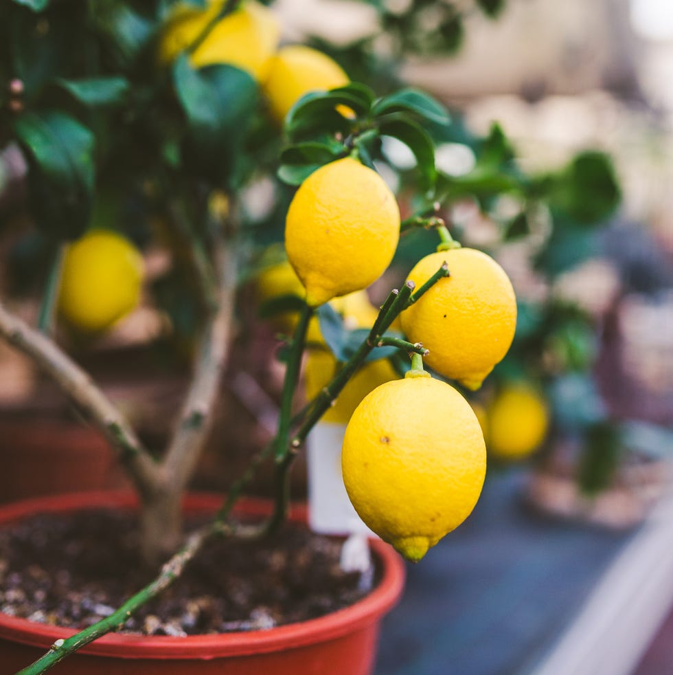 Lemon tree in flower pot lemon tree in flower pot