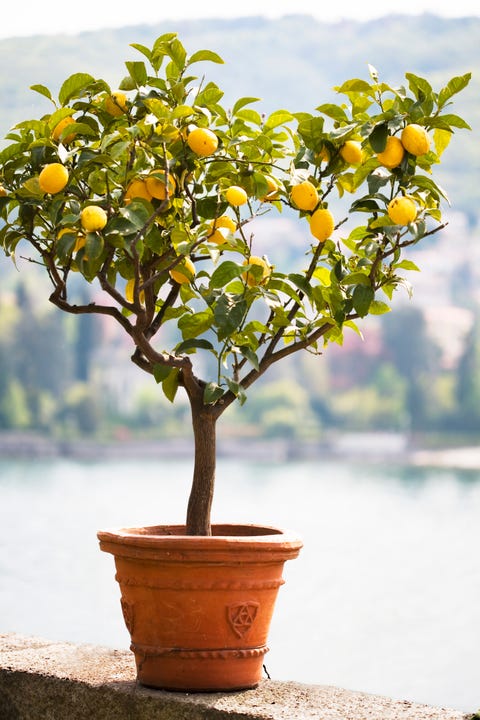 Lemon tree