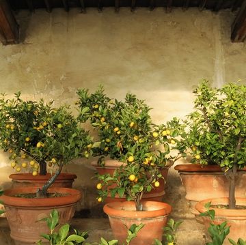 lemon trees inside rustic lemon tree greenhouse in tuscany, italy