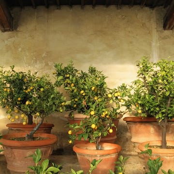 lemon trees inside rustic lemon tree greenhouse in tuscany, italy