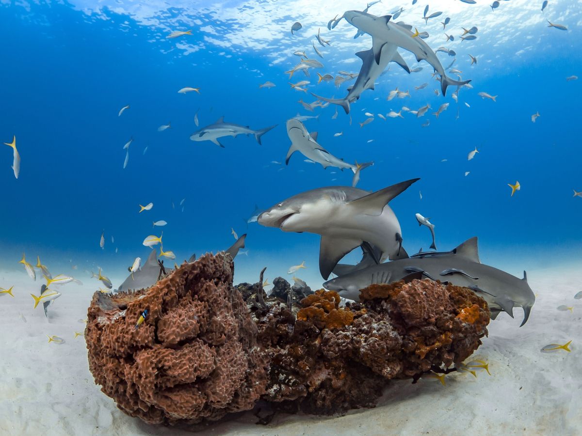 Citroenhaaien op de foto hierboven zwemmen de dieren rond een koraalberg voor de kust van het eiland Grand Bahama hebben verschillende persoonlijkheden Zo zijn er dieren die van gezelschap houden en dieren die liever alleen zijn