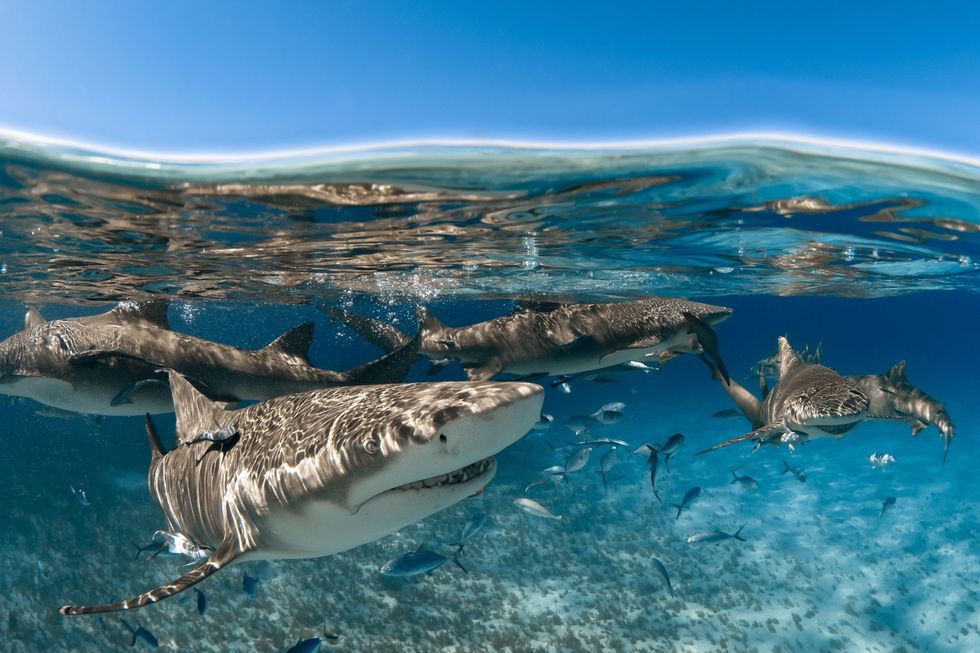 Citroenhaaien hier gefotografeerd voor de kust van Grand Bahama zoeken ogenschijnlijk zonder duidelijke reden het gezelschap van soortgenoten