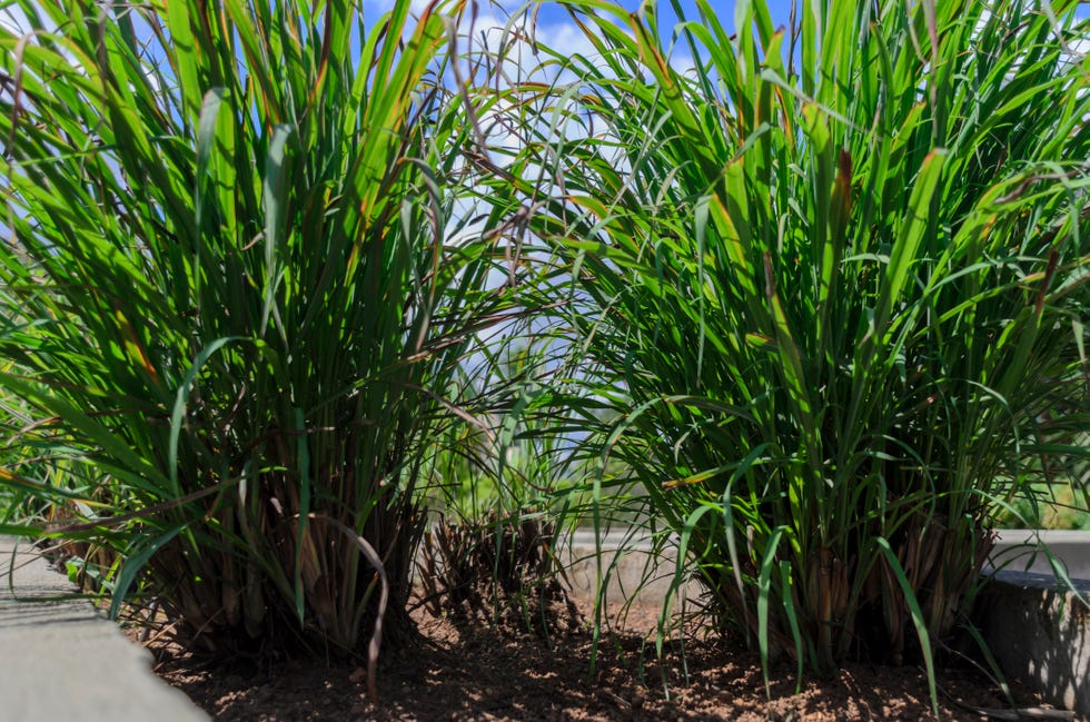 lemongrass