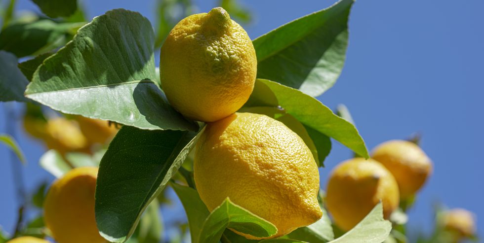 close up of lemon tree