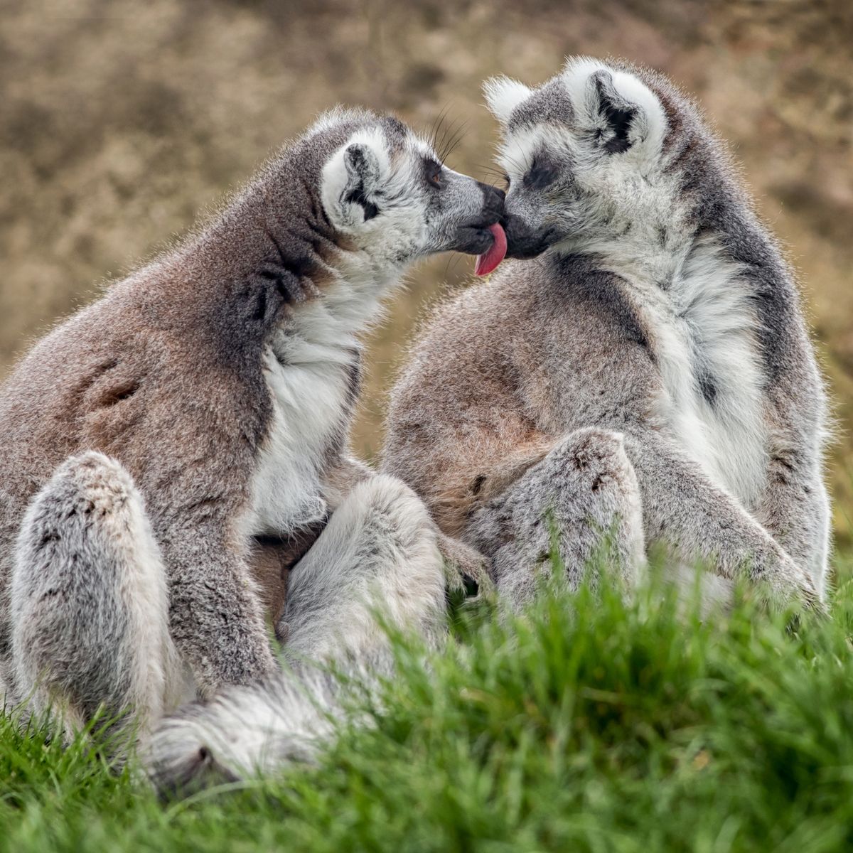 liefdevolle lemurs of toch niet