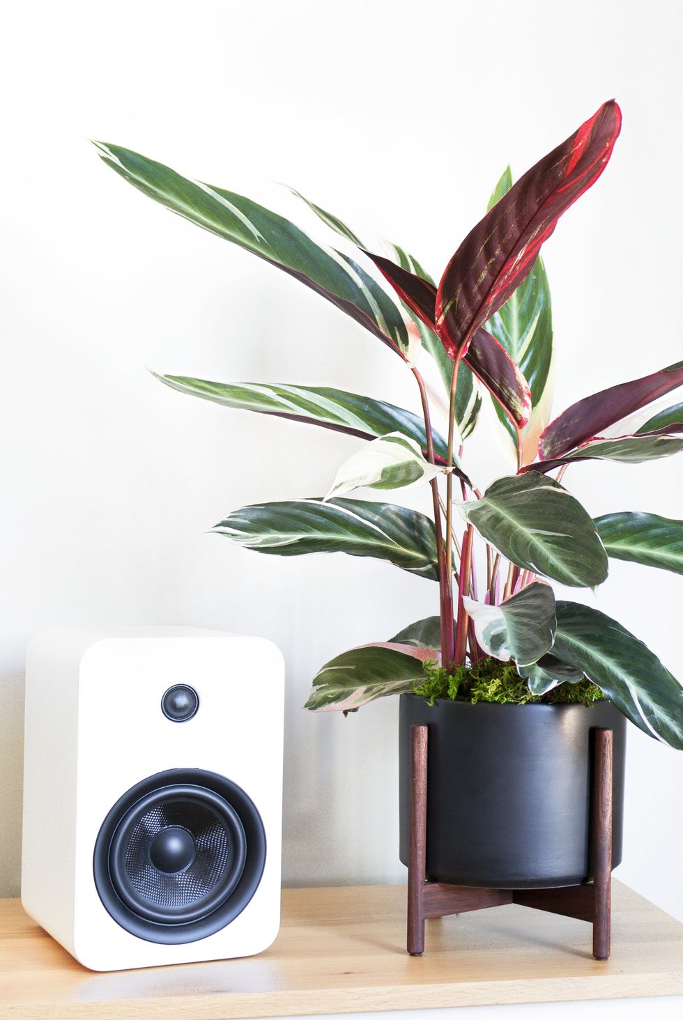 A potted plant next to a white speaker