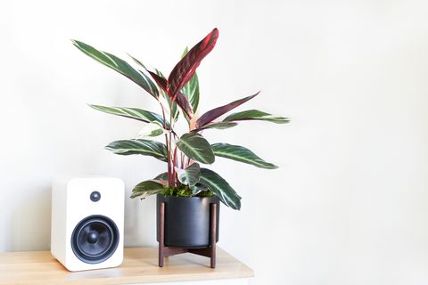 A potted plant next to a white speaker