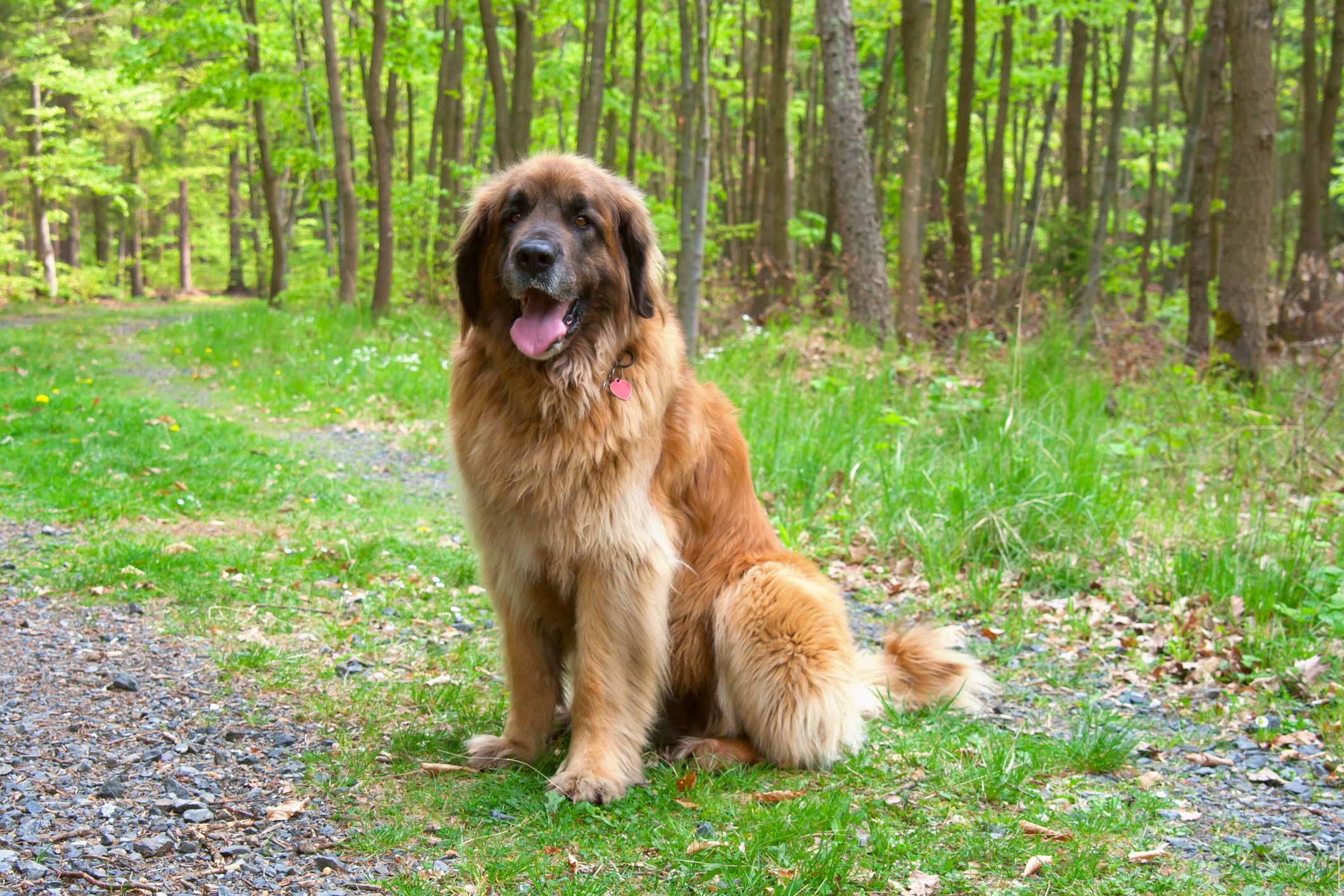Big dog breeds: 15 of the biggest dog breeds