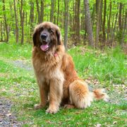 brown dog breeds leonberger