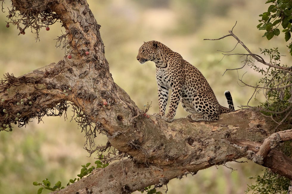 In het Nationale Park Kruger rust een luipaard uit in een vijgenboom het park is een van de beste plekken in ZuidAfrika om de zogenaamde Big Five van grote Afrikaanse zoogdieren te spotten