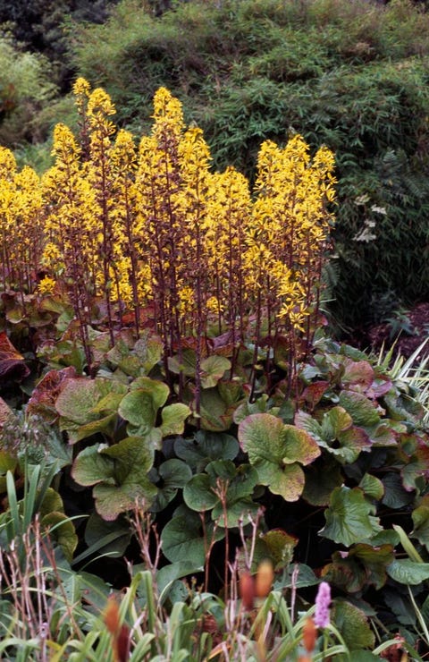 leopard plant or ligularia