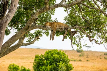 leopard sleeping full stomach with yellow balls